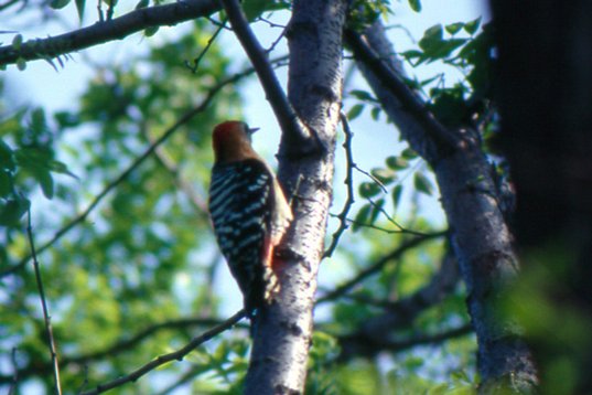 china98_108 Rufous-bellied Woodpecker - Dendrocopos hyperythrus - Happy Island