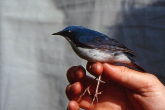 china98_117 Siberian Blue Robin - Luscinia cyane - Happy Island