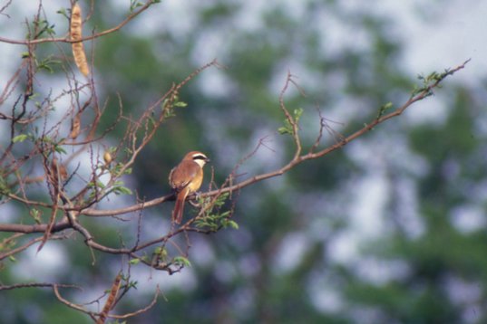 china98_143 Brown Shrike - Lanius cristatus - Happy Island