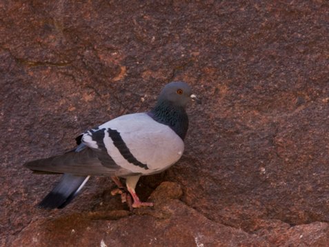 Columba_livia_Egypt_20090405_C8867 Rock Pigeon - Columba livia