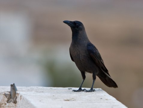 Corvus_splendens_Egypt_20090407_C8966 House Crow - Corvus splendens