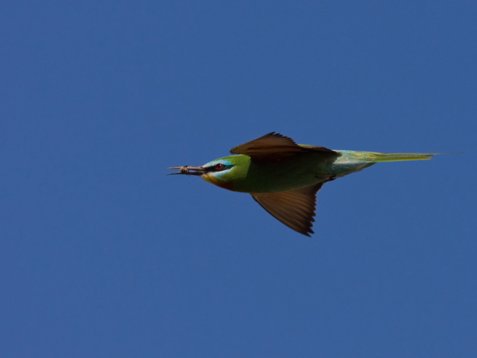 Merops_persicus_Egypt_20090410_C9565 Blue-cheeked Bee-eater - Merops persicus
