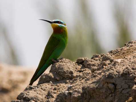 Merops_persicus_Egypt_20090410_C9599 Blue-cheeked Bee-eater - Merops persicus