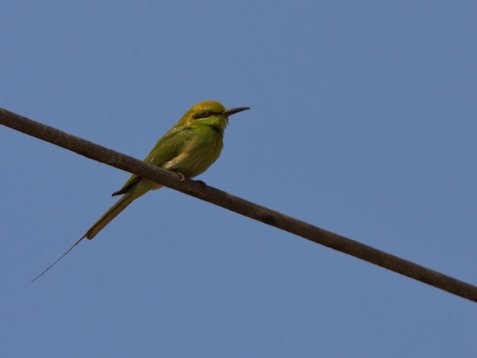 Merops_viridissimus-C9786 African Green Bee-eater - Merops viridissimus cleopatra