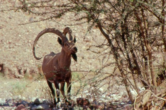 Israel89_007 Nubian Ibex - Capra nubiana