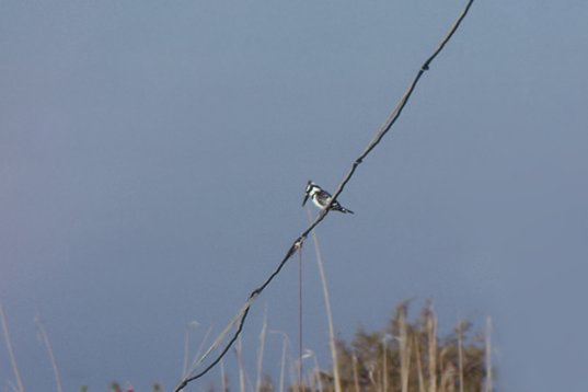 Israel89_019 Pied Kingfisher - Ceryle rudis