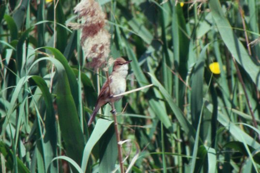 Israel89_023 Clamorous Reed Warbler - Acrocephalus stentoreus