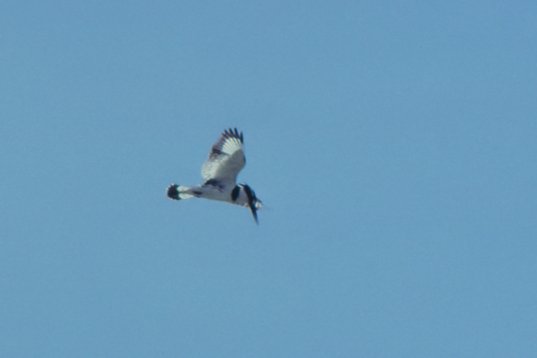 Israel89_026 Pied Kingfisher - Ceryle rudis