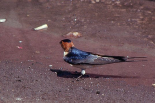 Israel89_034 Red-rumped Swallow - Cecropis daurica