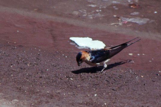 Israel89_035 Red-rumped Swallow - Cecropis daurica