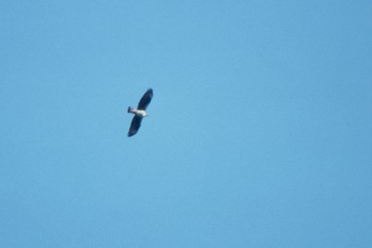 Israel89_036 Bonelli's Eagle - Aquila fasciata
