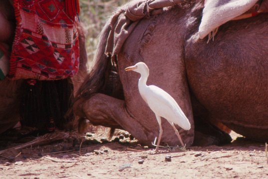 Israel89_049 Western Cattle Egret - Bubulcus ibis