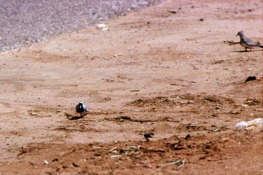 Israel89_050 Namaqua Dove - Oena capensis