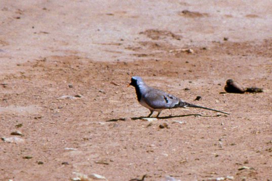 Israel89_052 Namaqua Dove - Oena capensis