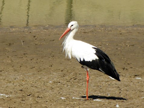 Cic_cico_Madeira_2005_5516 White Stork - Ciconia ciconia - Tanque pond, Porto Santo