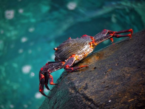 Madeira_2005_4751 Sally Lightfoot Crab - Grapsus grapsus - Funchal