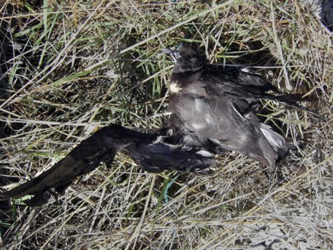 Madeira_2005_5092 Bulwer's Petrel - Bulweria bulwerii - found dead at Ponta de Sao Lourenco