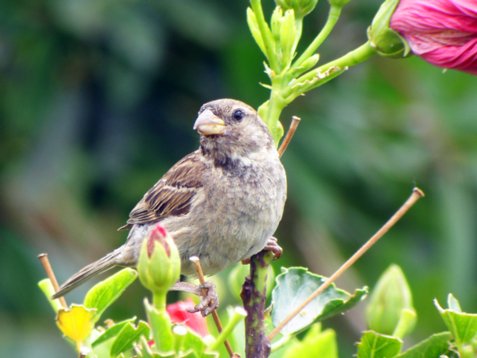 Pas_hisp_Madeira_2005_5458 Spanish Sparrow - Passer hispaniolensis - Canical