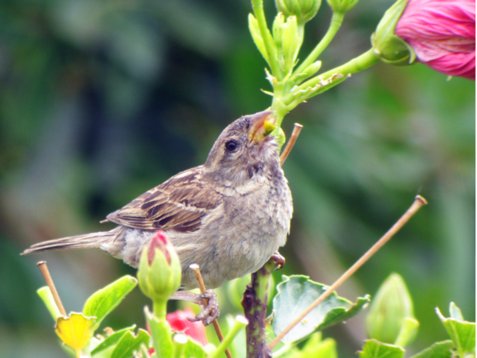Pas_hisp_Madeira_2005_5464 Spanish Sparrow - Passer hispaniolensis - Canical