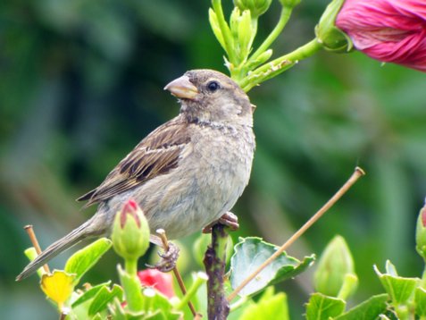 Pas_hisp_Madeira_2005_5480 Spanish Sparrow - Passer hispaniolensis - Canical