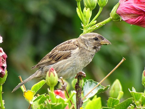 Pas_hisp_Madeira_2005_5485 Spanish Sparrow - Passer hispaniolensis - Canical