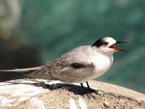 Ste_hiru_Madeira_2005_4694 Common Tern - Sterna hirundo - Funchal
