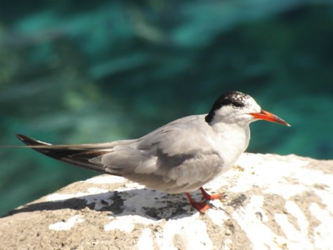 Ste_hiru_Madeira_2005_4705 Common Tern - Sterna hirundo - Funchal