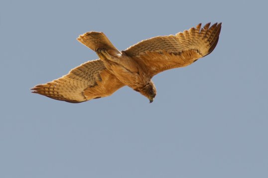 Aquila_fasciata_Oman_2011_4795 Bonelli's Eagle - Aquila fasciata - Khawr Rawri