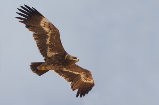 Aquila_nipalensis_Oman_2011_4871 Steppe Eagle - Aquila nipalensis - Raysut