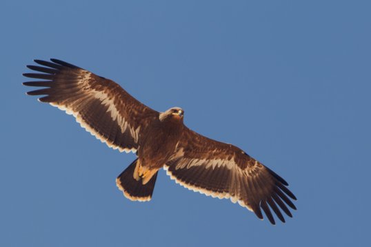 Aquila_nipalensis_Oman_2011_4884 Steppe Eagle - Aquila nipalensis - Raysut