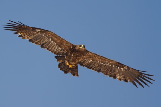 Aquila_nipalensis_Oman_2011_4922 Steppe Eagle - Aquila nipalensis - Raysut