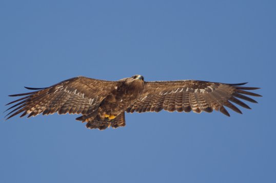Aquila_nipalensis_Oman_2011_4925 Steppe Eagle - Aquila nipalensis - Raysut