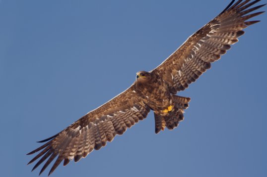 Aquila_nipalensis_Oman_2011_4928 Steppe Eagle - Aquila nipalensis - Raysut