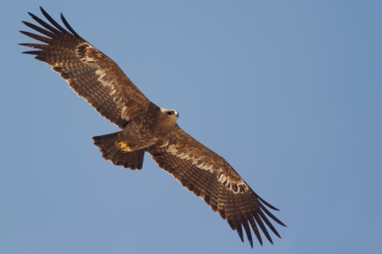 Aquila_nipalensis_Oman_2011_4959 Steppe Eagle - Aquila nipalensis - Raysut
