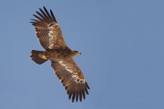 Aquila_nipalensis_Oman_2011_4964 Steppe Eagle - Aquila nipalensis - Raysut