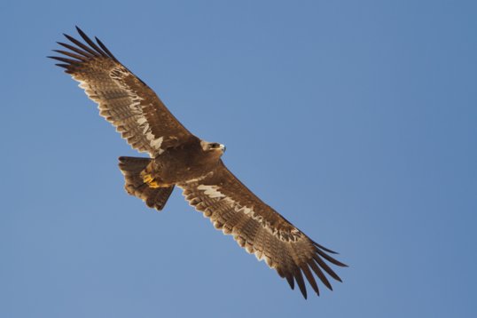 Aquila_nipalensis_Oman_2011_4967 Steppe Eagle - Aquila nipalensis - Raysut