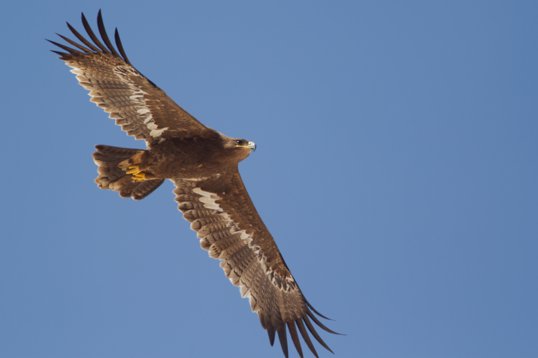 Aquila_nipalensis_Oman_2011_4968 Steppe Eagle - Aquila nipalensis - Raysut