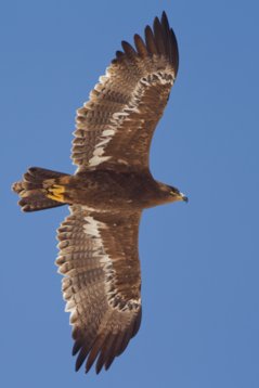 Aquila_nipalensis_Oman_2011_4972 Steppe Eagle - Aquila nipalensis - Raysut