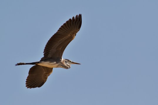 Ardea_cinerea_Oman_2011_5902 Grey Heron - Ardea cinerea - Khawr Taqah