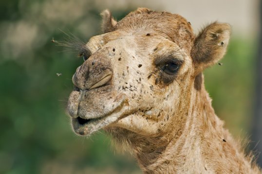 Camelus_dromedarius_Oman_2011_4749 Dromedary - Camelus dromedarius - Ayn Hamran