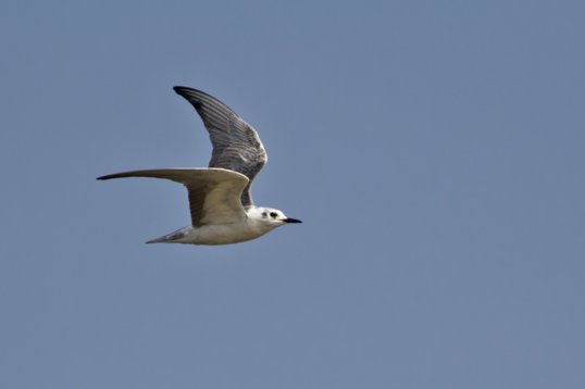 Chlidonias_leucopterus_Oman_2011_7053 White-winged Tern - Chlidonias leucopterus - East Khawr