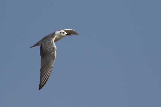 Chlidonias_leucopterus_Oman_2011_7054 White-winged Tern - Chlidonias leucopterus - East Khawr