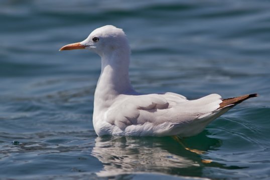 Chroicocephalus_genei_Oman_2011_6544 Slender-billed Gull - Chroicocephalus genei - offshore, Mughsayl
