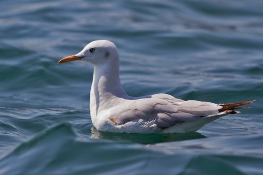 Chroicocephalus_genei_Oman_2011_6549 Slender-billed Gull - Chroicocephalus genei - offshore, Mughsayl
