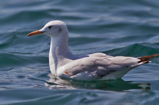 Chroicocephalus_genei_Oman_2011_6550 Slender-billed Gull - Chroicocephalus genei - offshore, Mughsayl