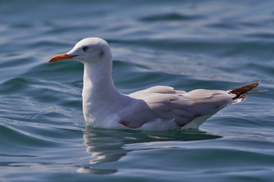 Chroicocephalus_genei_Oman_2011_6551 Slender-billed Gull - Chroicocephalus genei - offshore, Mughsayl