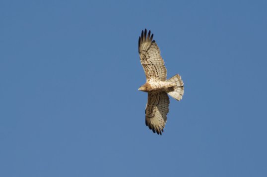 Circaetus_gallicus_Oman_2011_6953 Short-toed Snake Eagle - Circaetus gallicus - Ayn Hamran