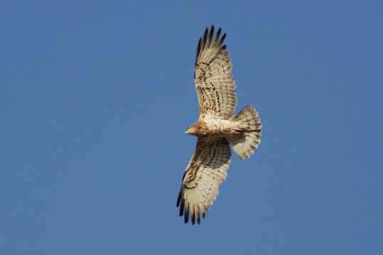 Circaetus_gallicus_Oman_2011_6958 Short-toed Snake Eagle - Circaetus gallicus - Ayn Hamran