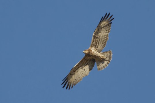 Circaetus_gallicus_Oman_2011_6960 Short-toed Snake Eagle - Circaetus gallicus - Ayn Hamran
