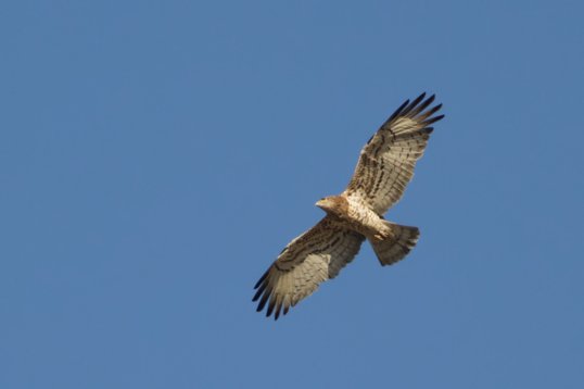 Circaetus_gallicus_Oman_2011_6966 Short-toed Snake Eagle - Circaetus gallicus - Ayn Hamran